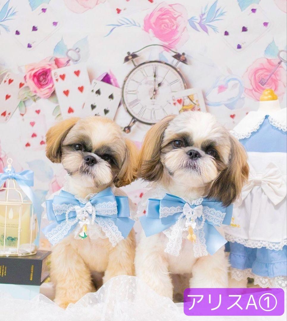 背景布×5+1　ペット撮影用フォトブース　トリミングチョーカー販売中　苺　紫陽花