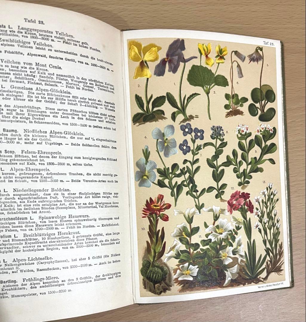 No.351 ドイツ アンティーク 洋書 ボタニカルアート 植物図鑑