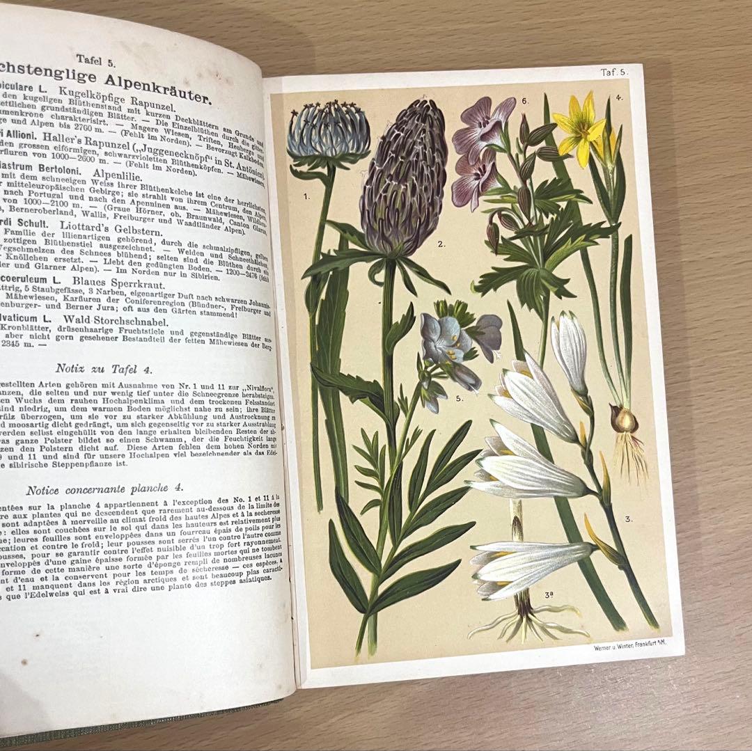 No.351 ドイツ アンティーク 洋書 ボタニカルアート 植物図鑑