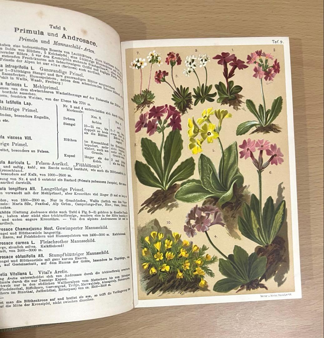 No.351 ドイツ アンティーク 洋書 ボタニカルアート 植物図鑑