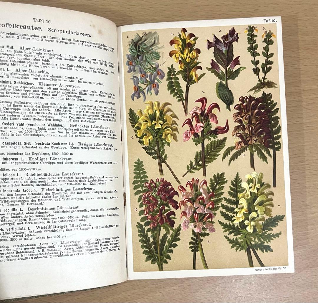 No.351 ドイツ アンティーク 洋書 ボタニカルアート 植物図鑑