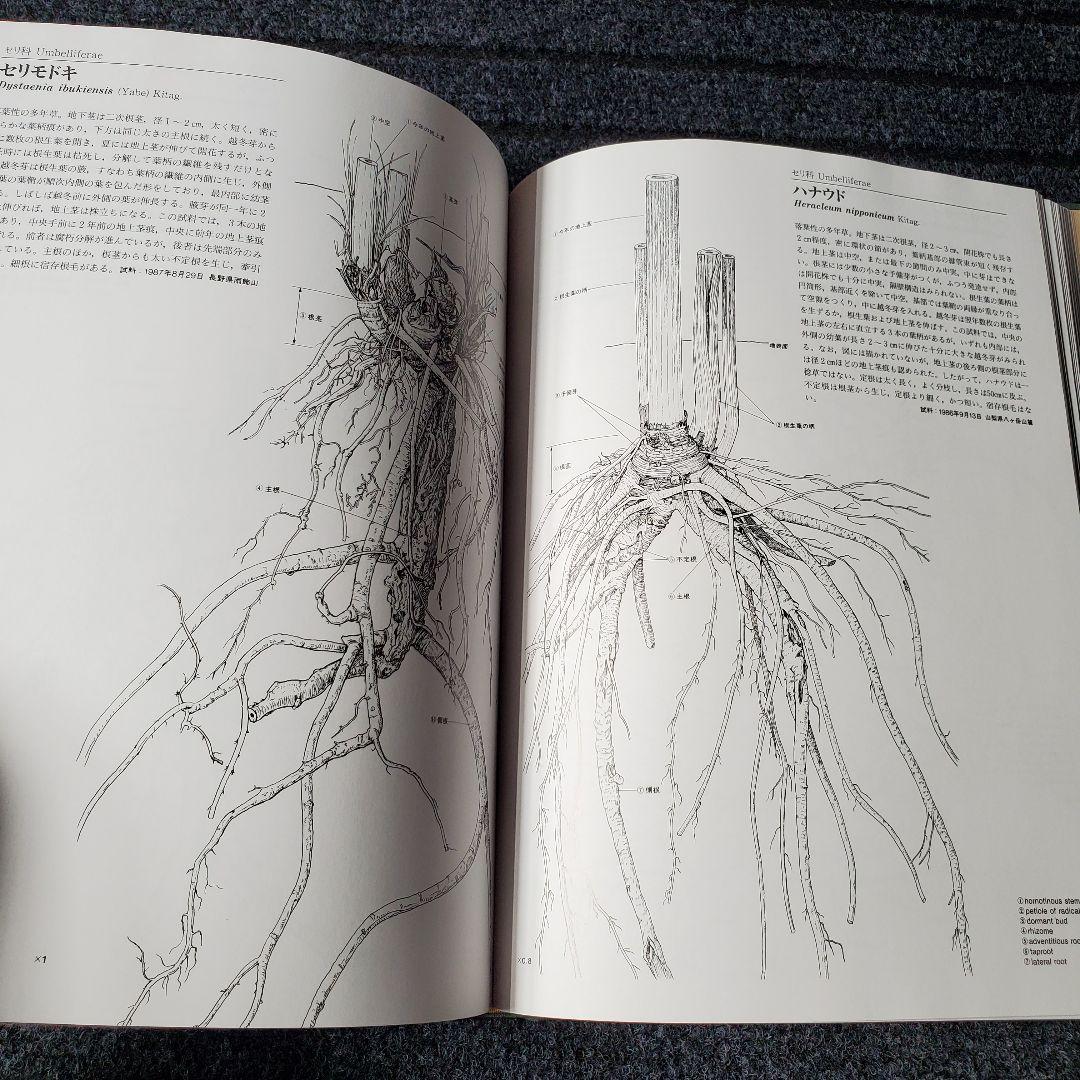 日本草本植物根系図説