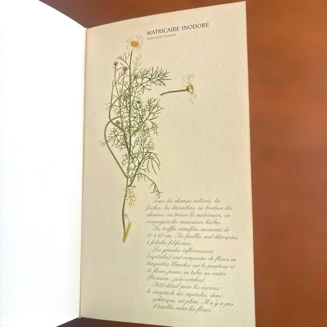 洋書古書　希少！フランス ナタン社の植物図鑑 額装向けハーブ植物画多数