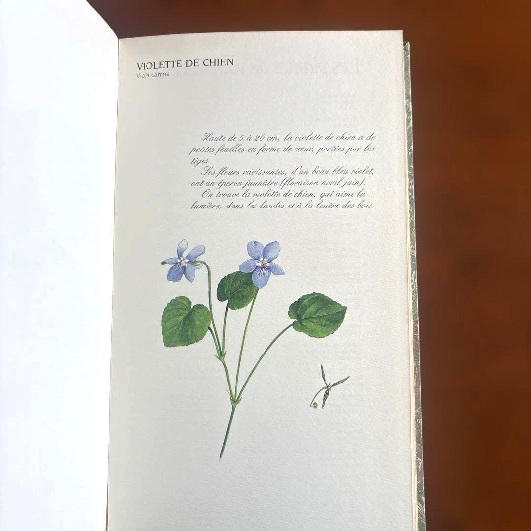 洋書古書　希少！フランス ナタン社の植物図鑑 額装向けハーブ植物画多数