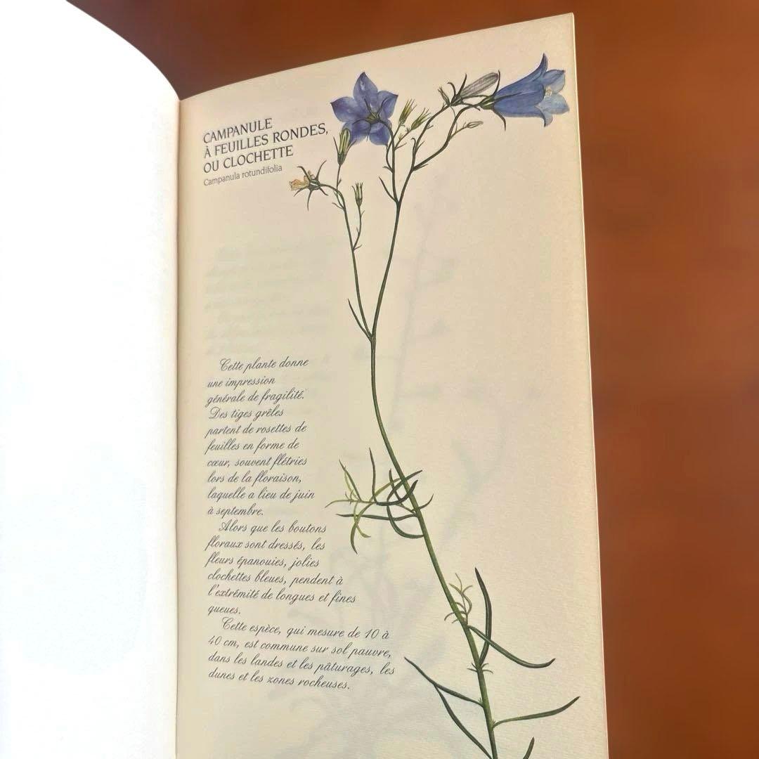 洋書古書　希少！フランス ナタン社の植物図鑑 額装向けハーブ植物画多数