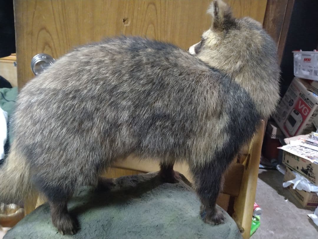 狸の剥製　本物