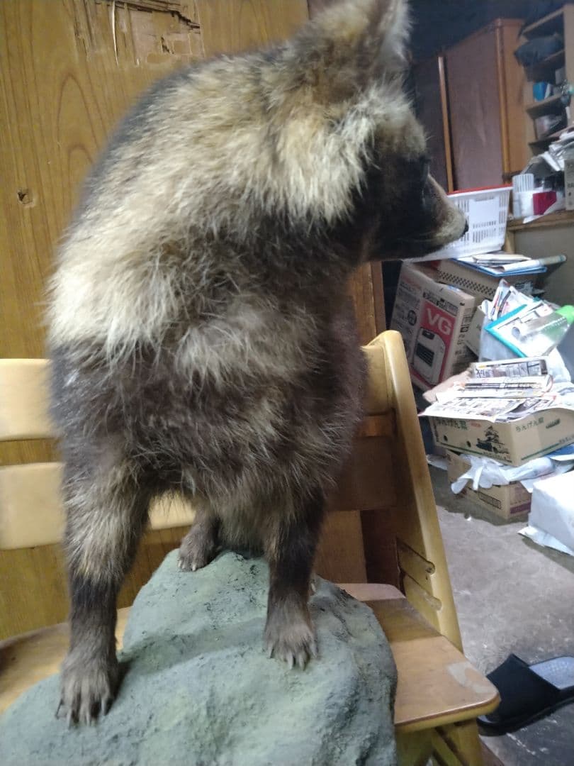 狸の剥製　本物