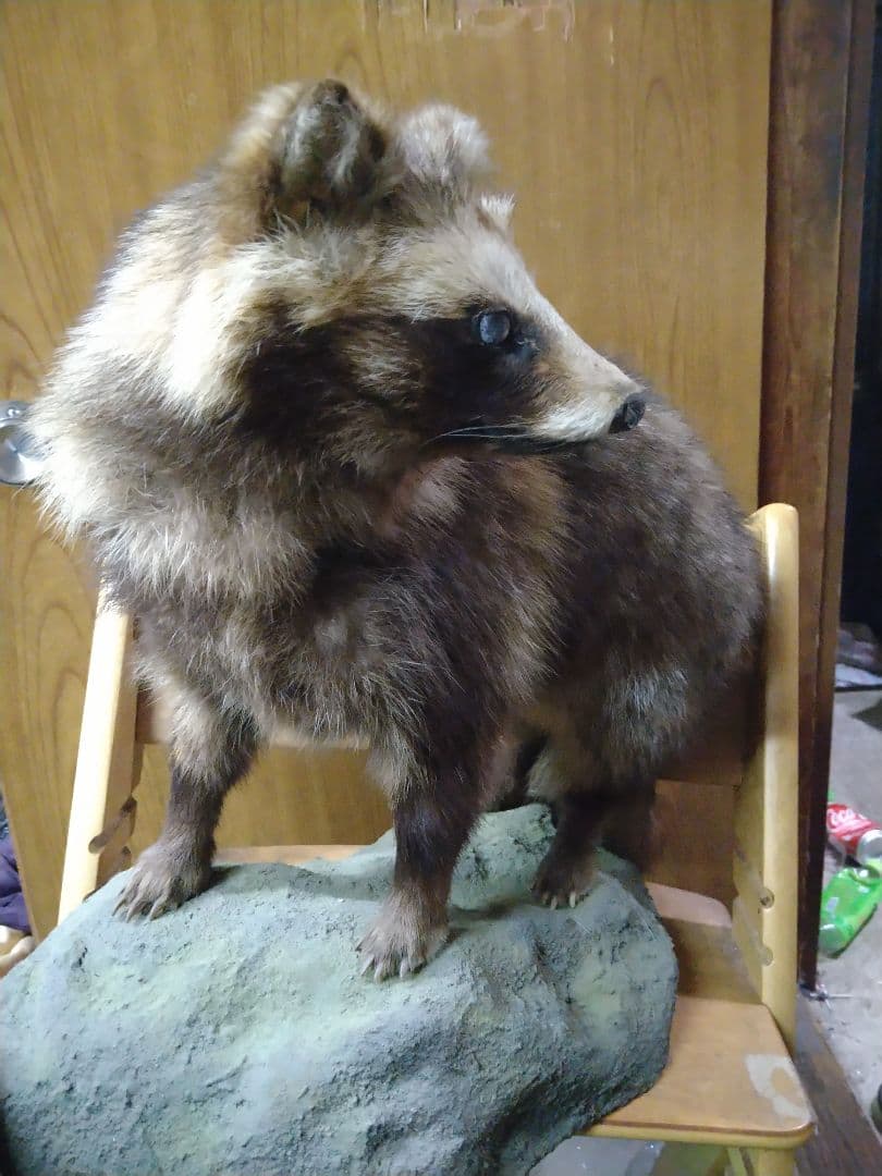 狸の剥製　本物