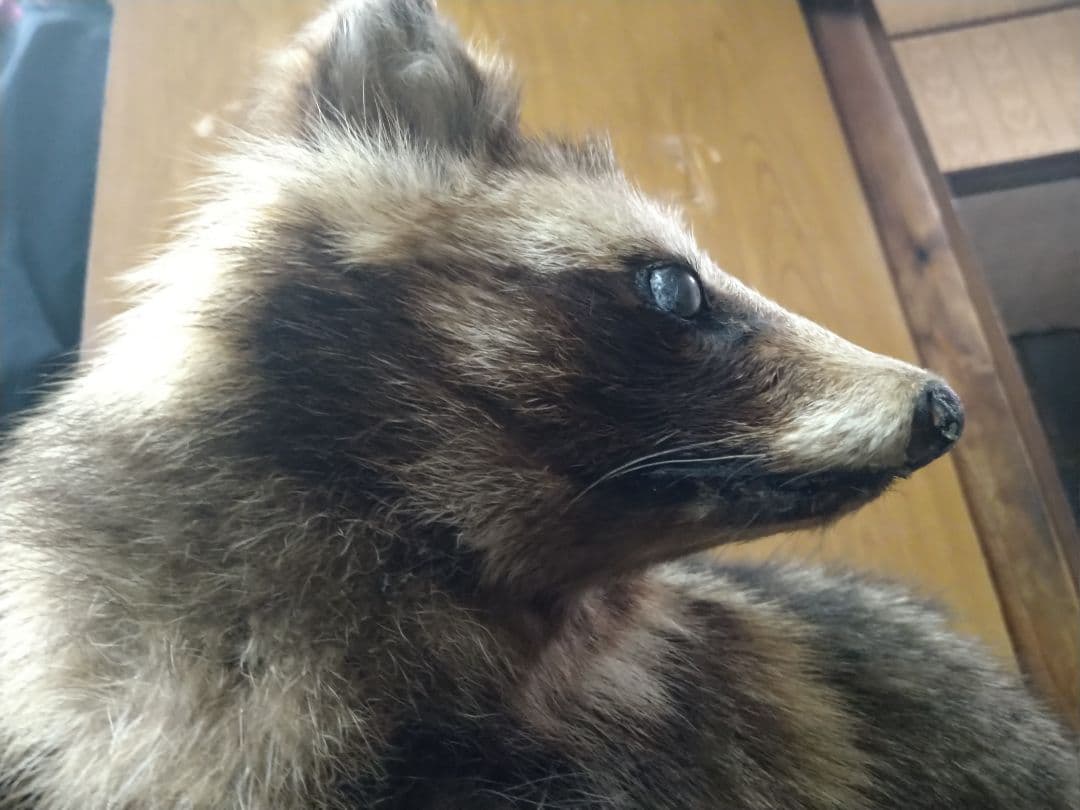 狸の剥製　本物