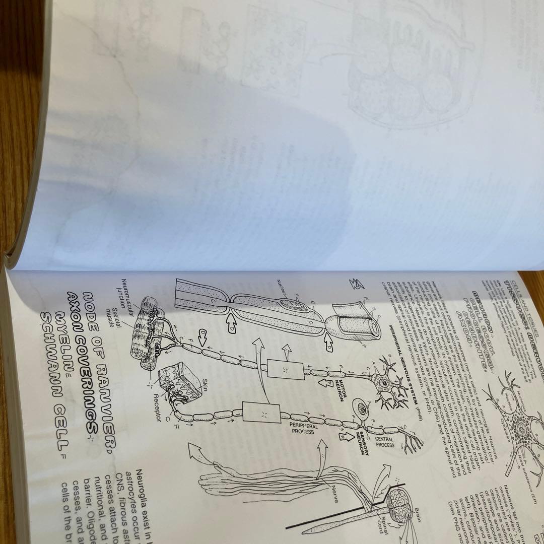 洋書　The Anatomy Coloring Book 人体　解剖　ぬりえ