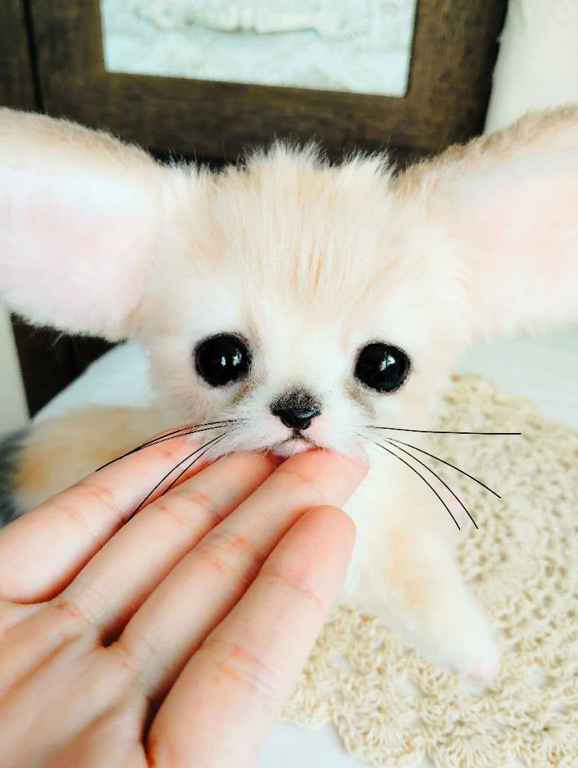 お名前付けてあげてね❤フェネックベビー♡生後２週間♡アートドール♡ぬいぐるみ♡