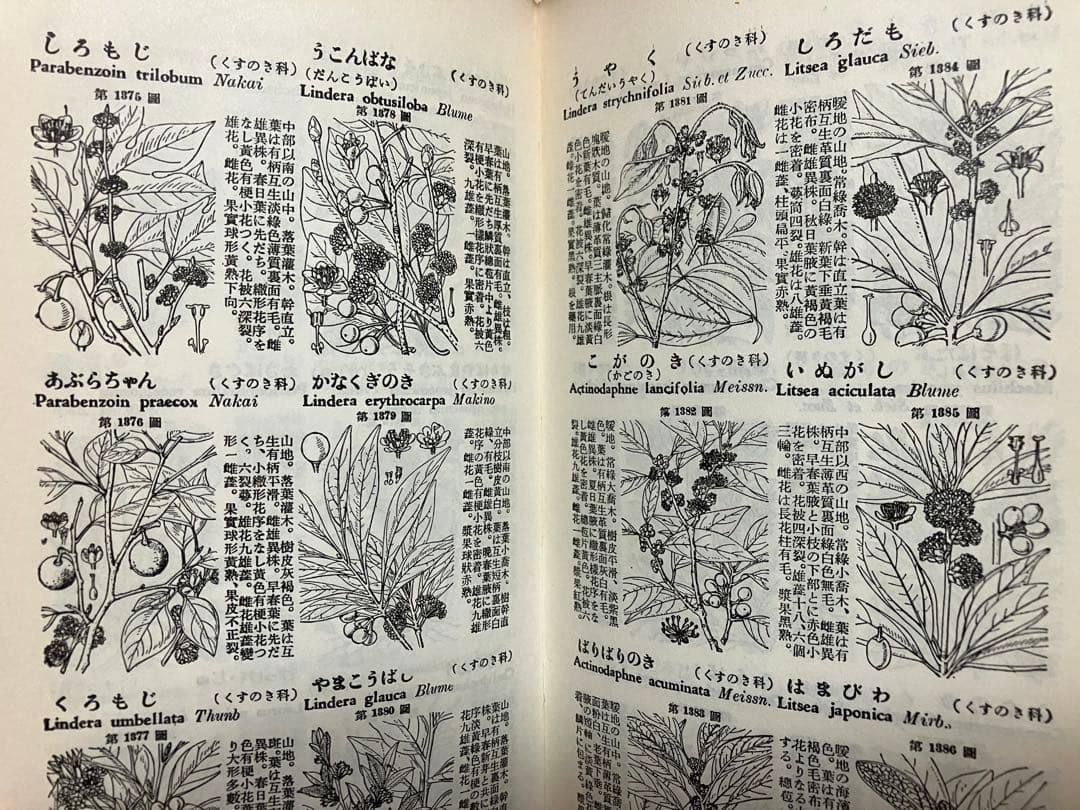 牧野日本植物図鑑　学生版　牧野富太郎著　北隆館　T.Makino