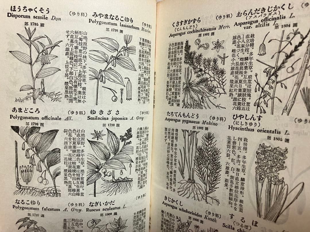 牧野日本植物図鑑　学生版　牧野富太郎著　北隆館　T.Makino