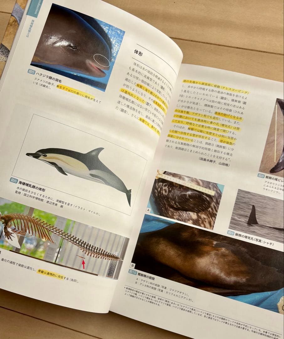 海棲哺乳類大全