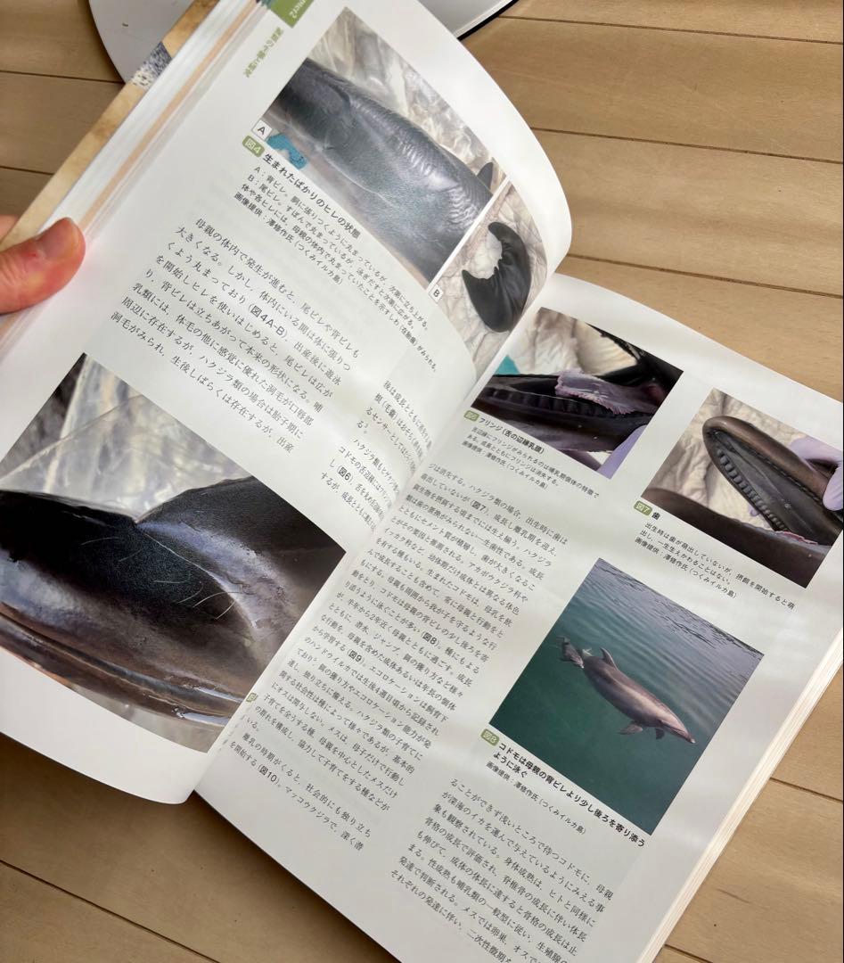海棲哺乳類大全