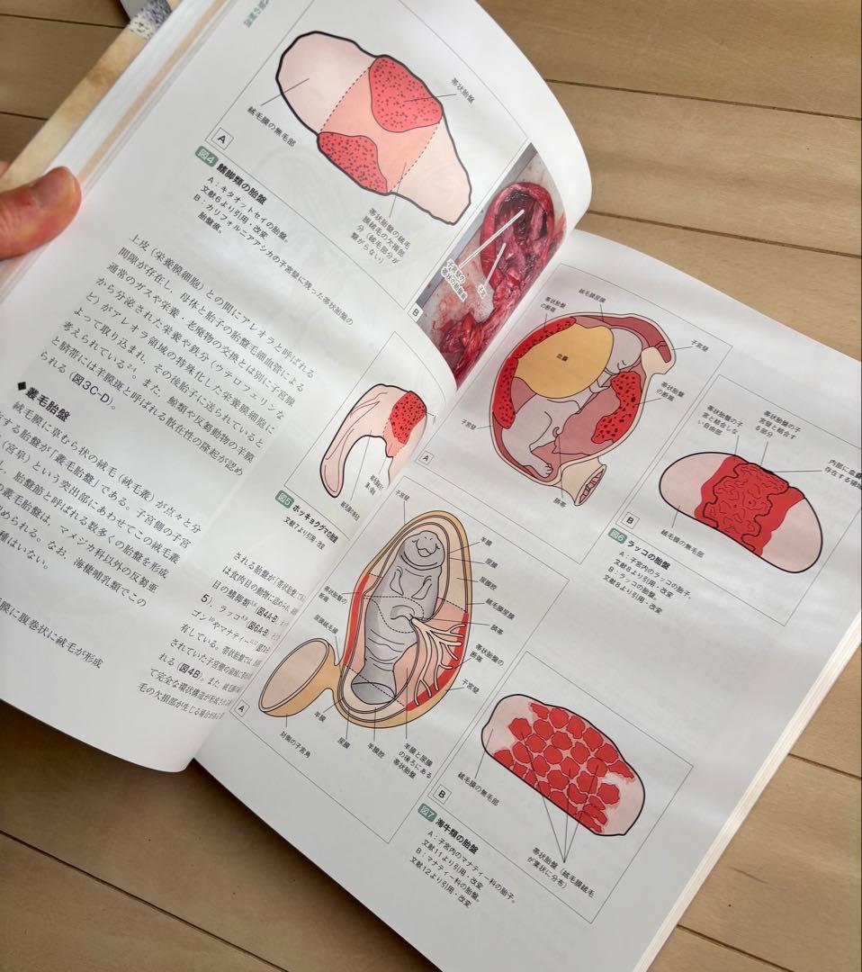 海棲哺乳類大全