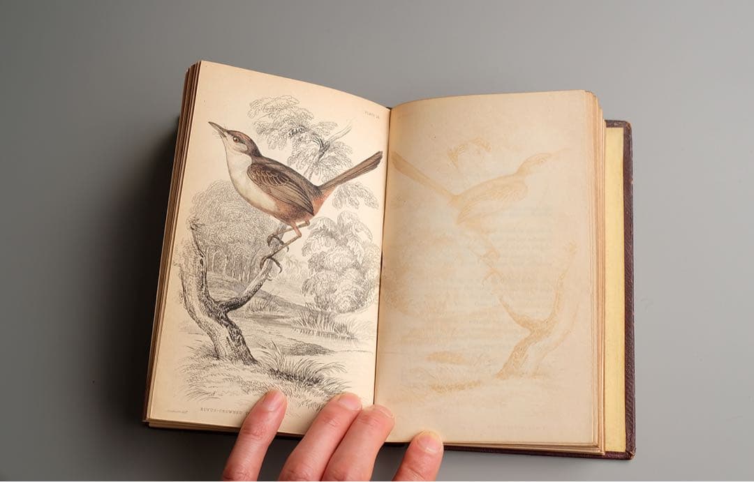 19世紀にイギリス 出版 鳥に関する自然史の書籍 アンティーク古書