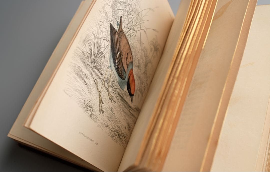 19世紀にイギリス 出版 鳥に関する自然史の書籍 アンティーク古書
