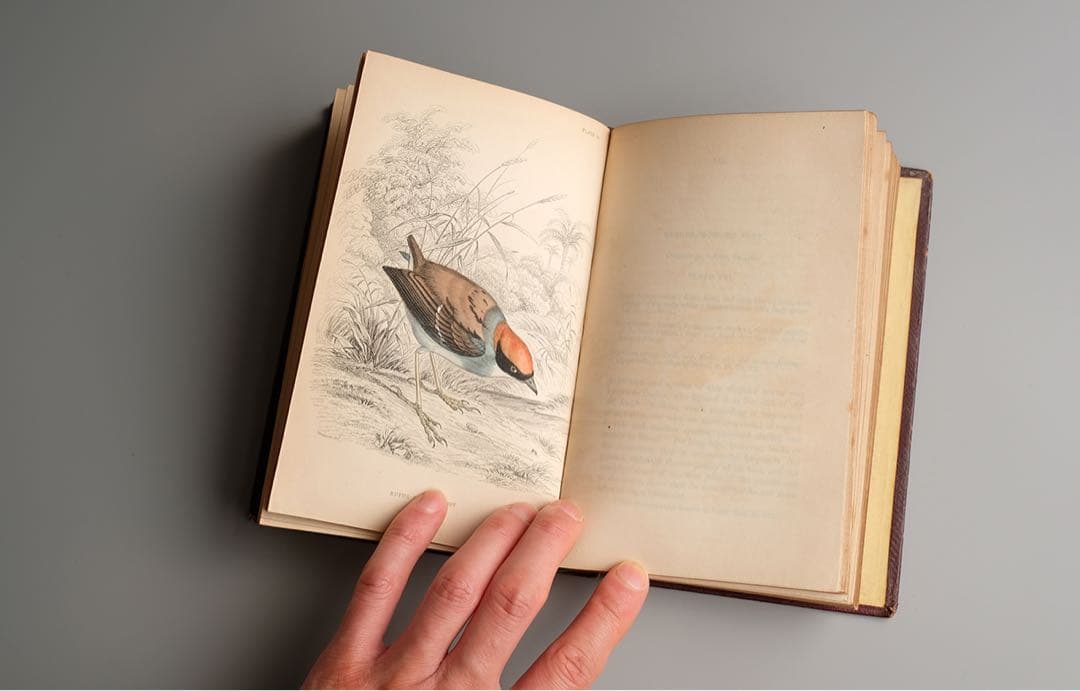 19世紀にイギリス 出版 鳥に関する自然史の書籍 アンティーク古書
