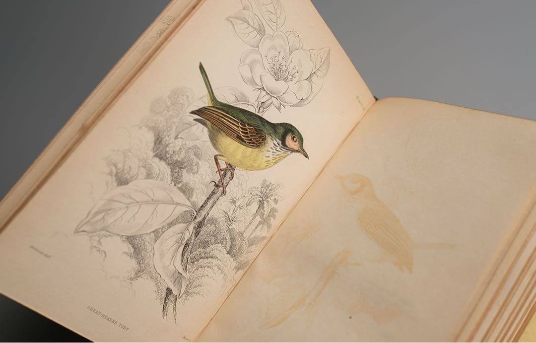 19世紀にイギリス 出版 鳥に関する自然史の書籍 アンティーク古書