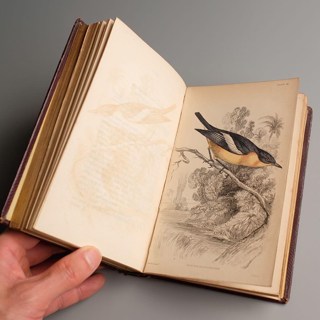 19世紀にイギリス 出版 鳥に関する自然史の書籍 アンティーク古書