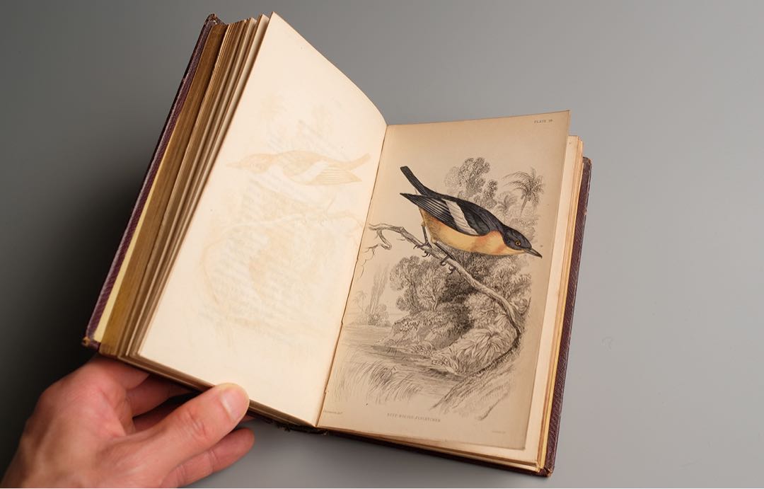 19世紀にイギリス 出版 鳥に関する自然史の書籍 アンティーク古書
