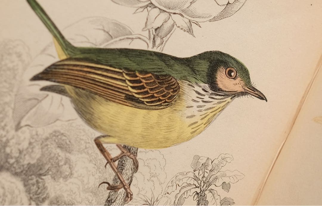 19世紀にイギリス 出版 鳥に関する自然史の書籍 アンティーク古書