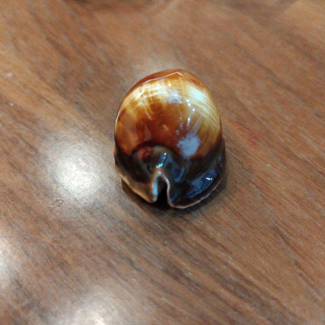 ロッセルダカラ　タカラガイ