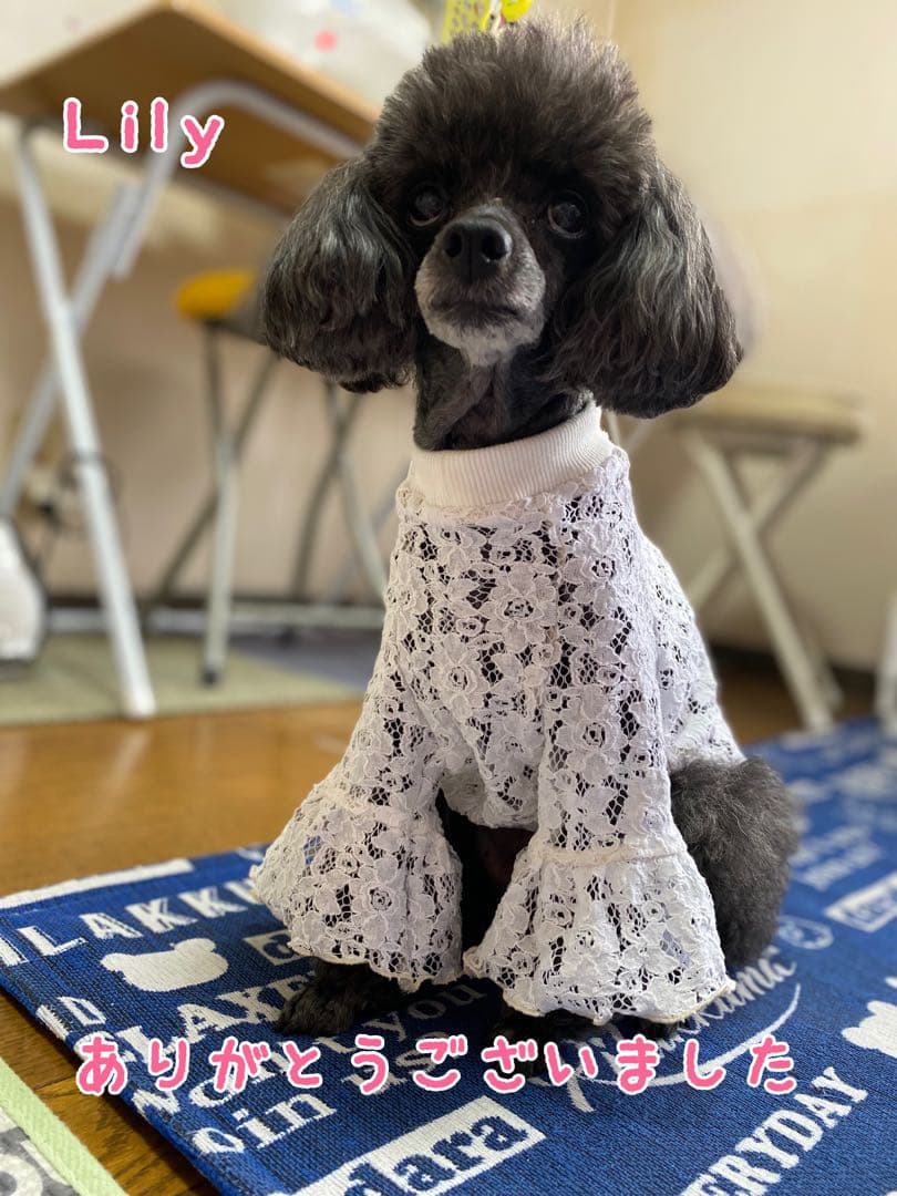 non  ꒡̈⃝Lily꒡̈⃝犬服ハンドメイド