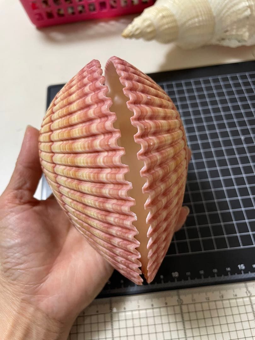 アフリカザルガイ　貝殻　標本　ネッタイザルガイ
