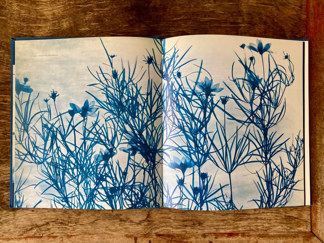 洋書 Blue Prints Zeva Oelbaum