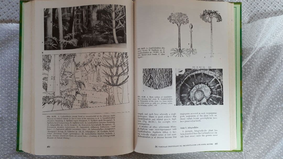 洋書 MORPHOLOGY OF PLANTS