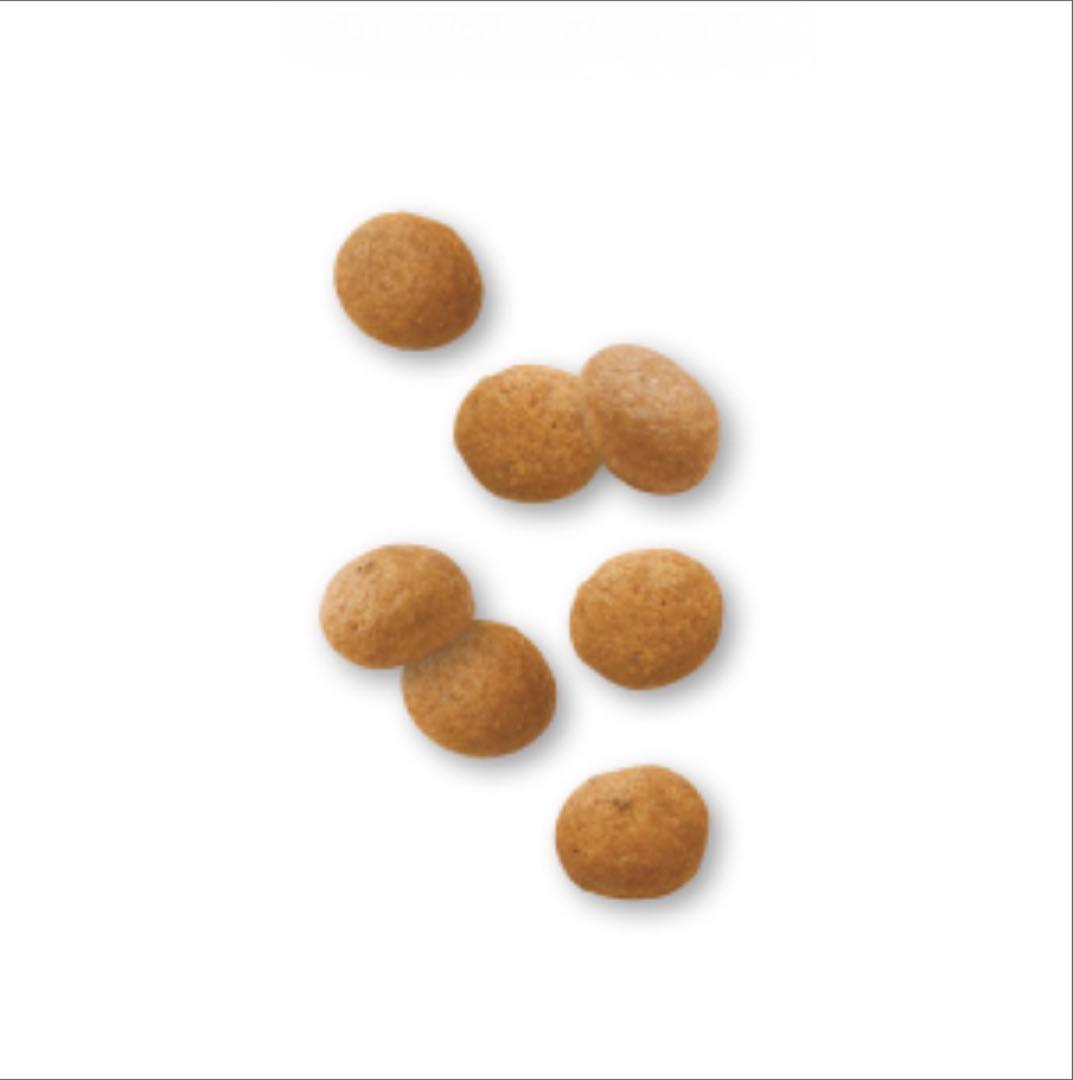 ロイヤルカナン　小粒タイプ 新商品