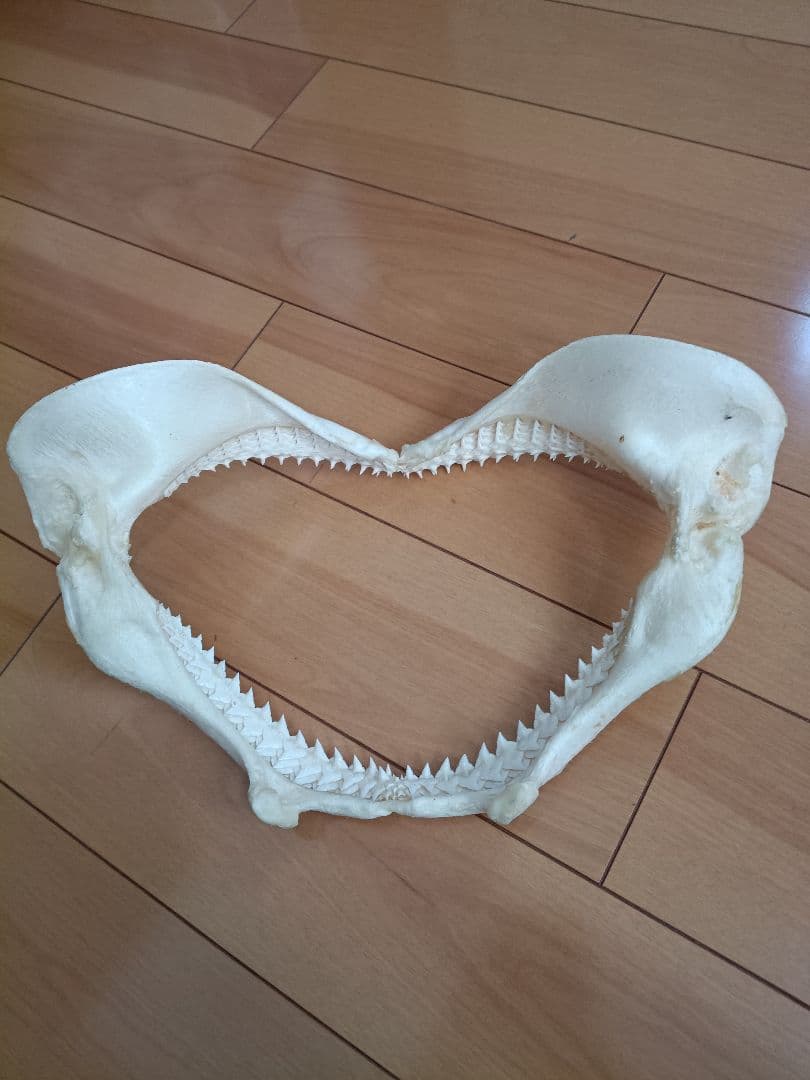 サメの顎骨 約35cm