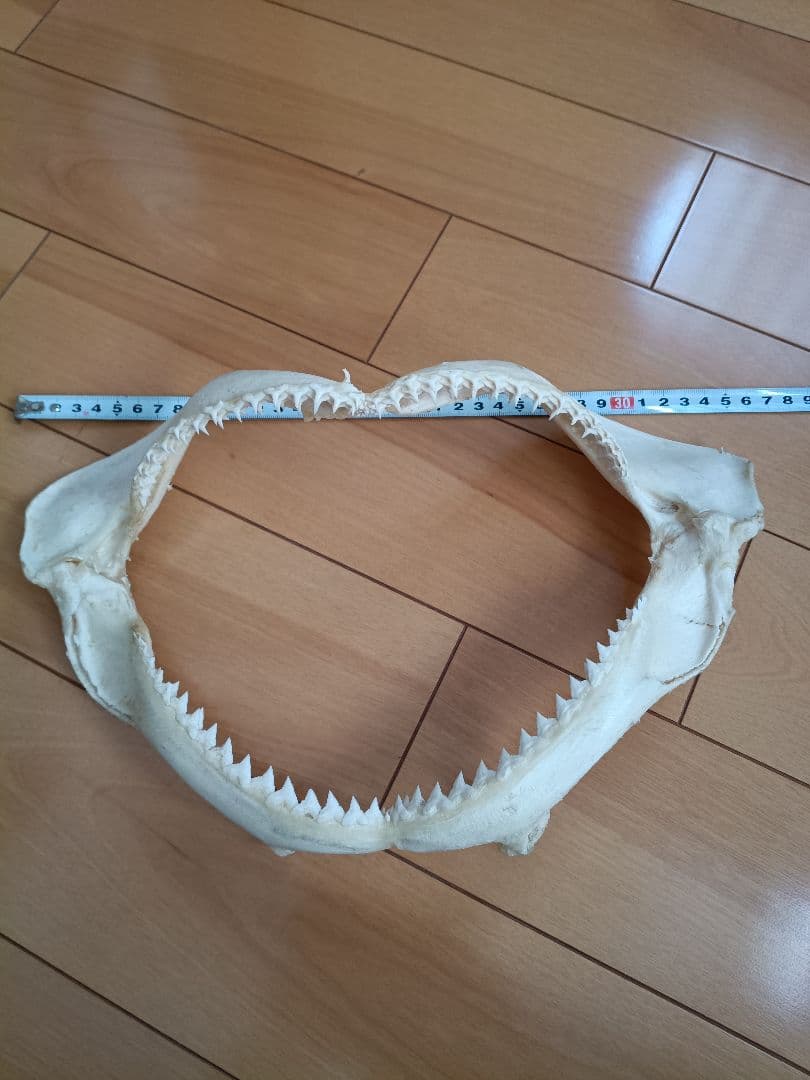 サメの顎骨 約35cm