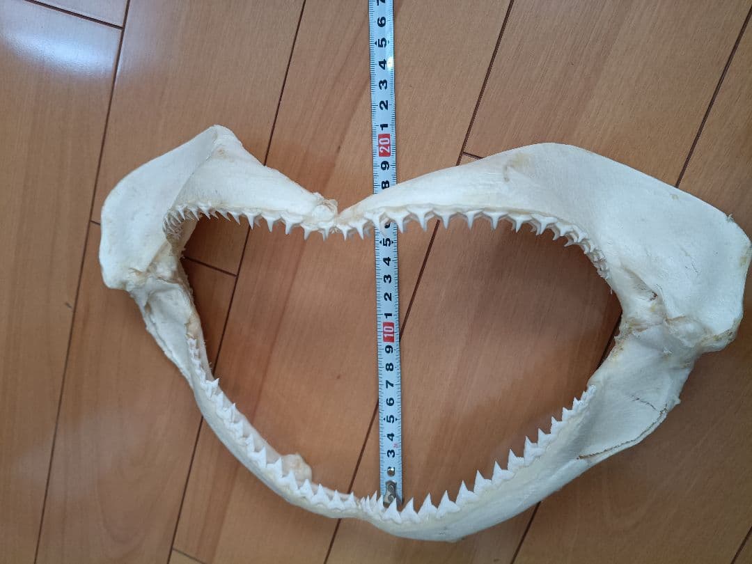 サメの顎骨 約35cm