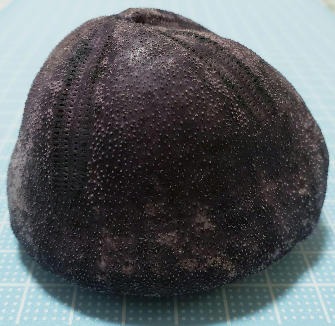 パープルな激レア　ブンブク