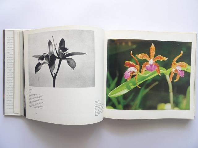 洋書◆蘭の写真集 本 ロマンスと神秘の花 植物 ラン
