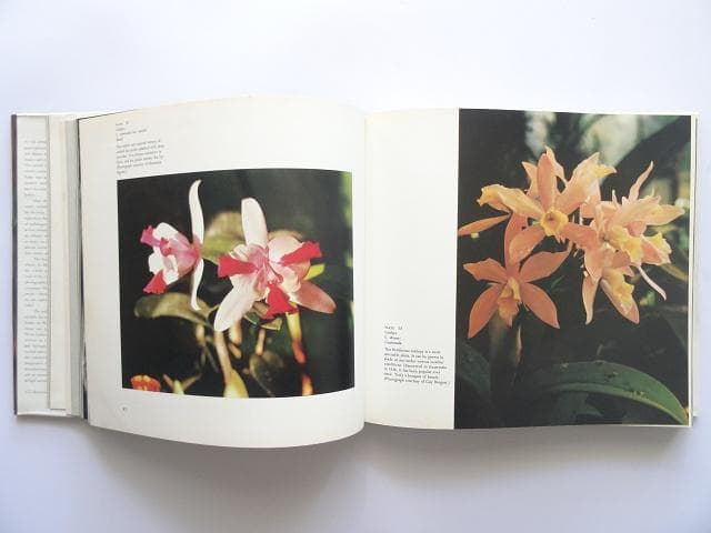 洋書◆蘭の写真集 本 ロマンスと神秘の花 植物 ラン