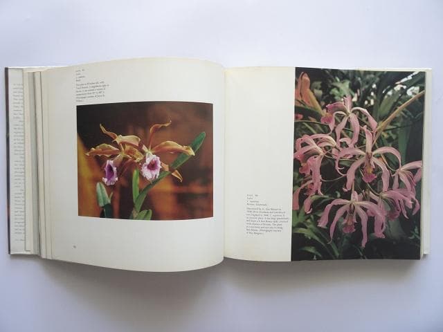 洋書◆蘭の写真集 本 ロマンスと神秘の花 植物 ラン