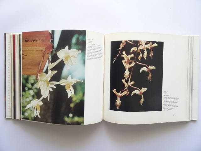 洋書◆蘭の写真集 本 ロマンスと神秘の花 植物 ラン