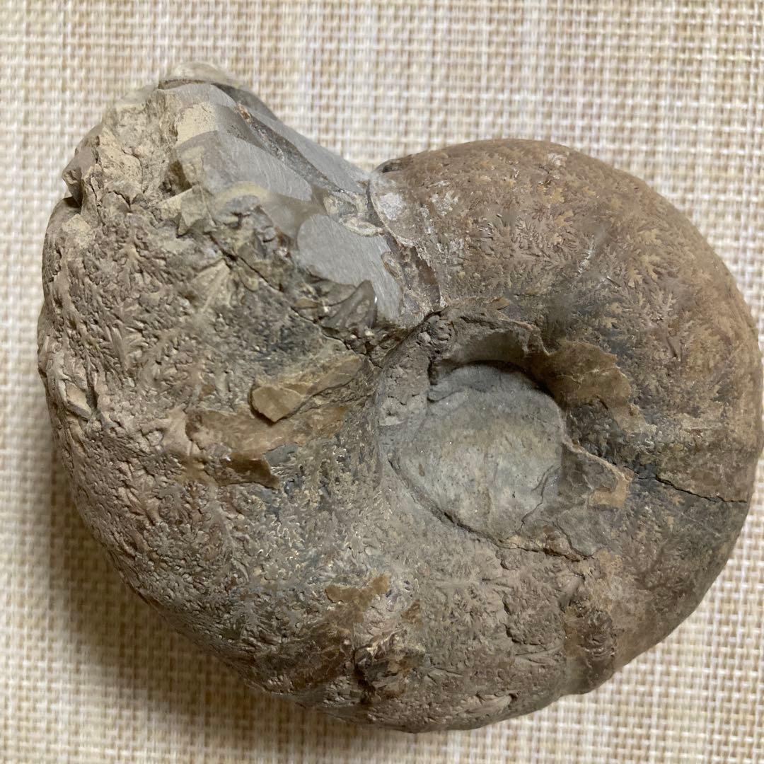 アンモナイト化石 約11cm