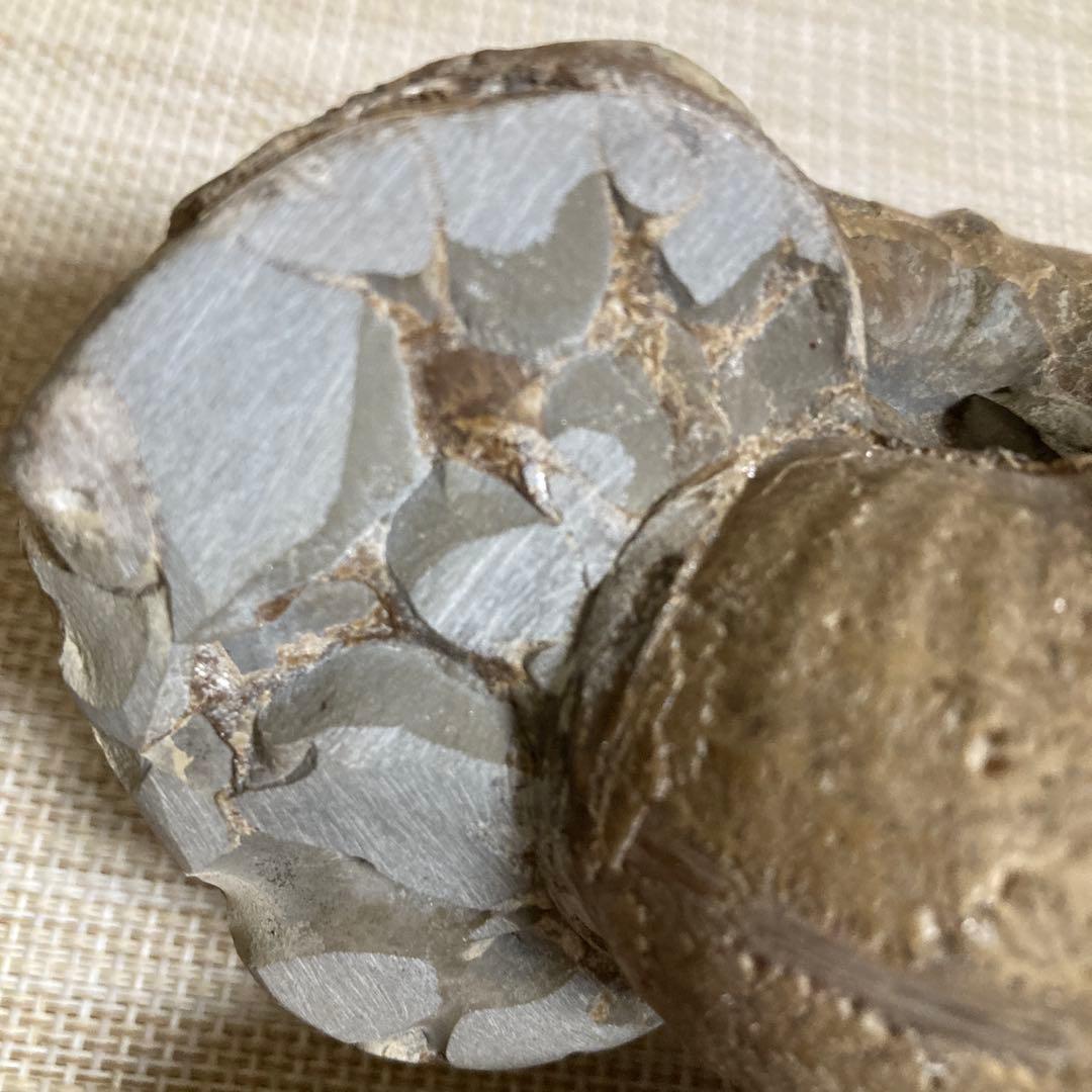 アンモナイト化石 約11cm