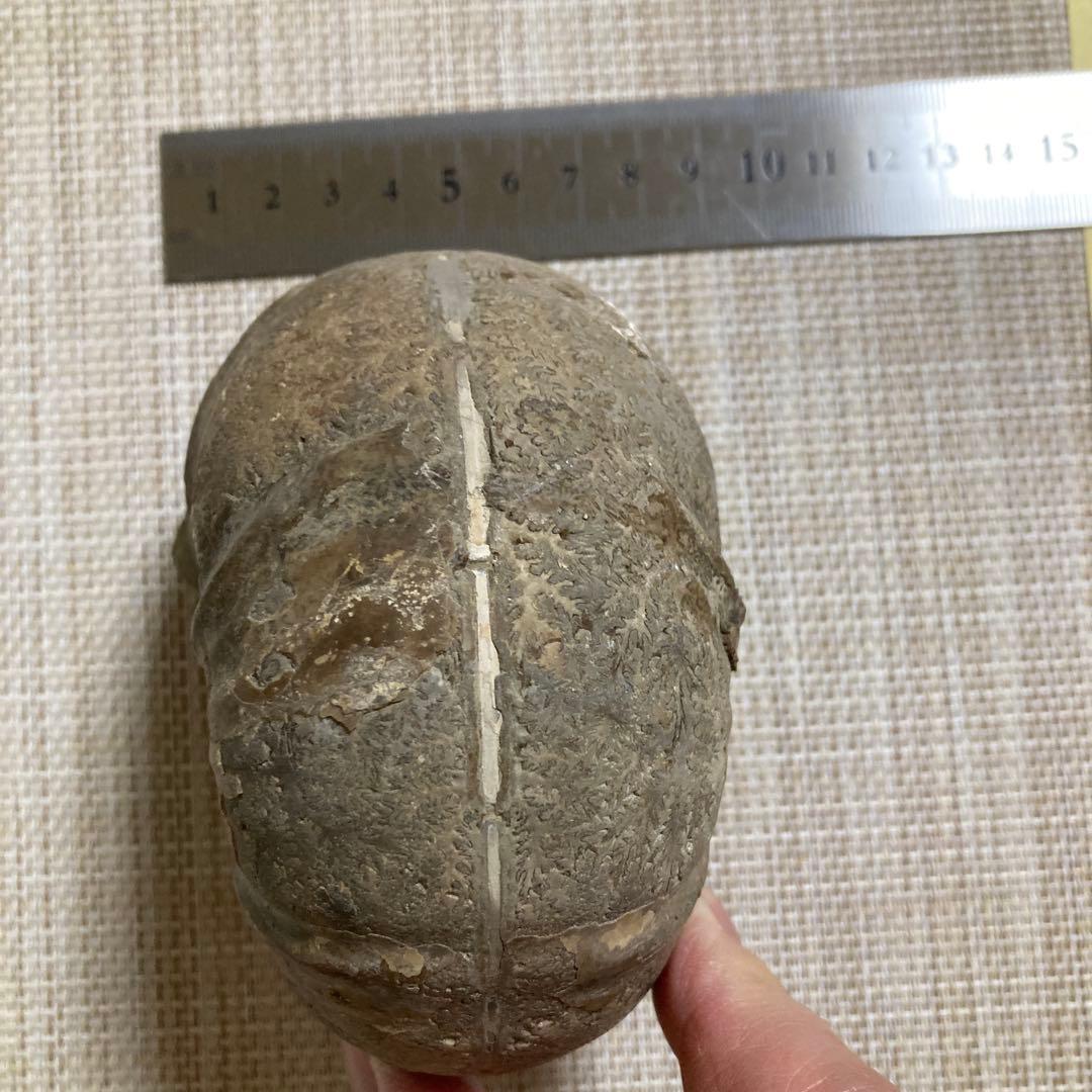 アンモナイト化石 約11cm