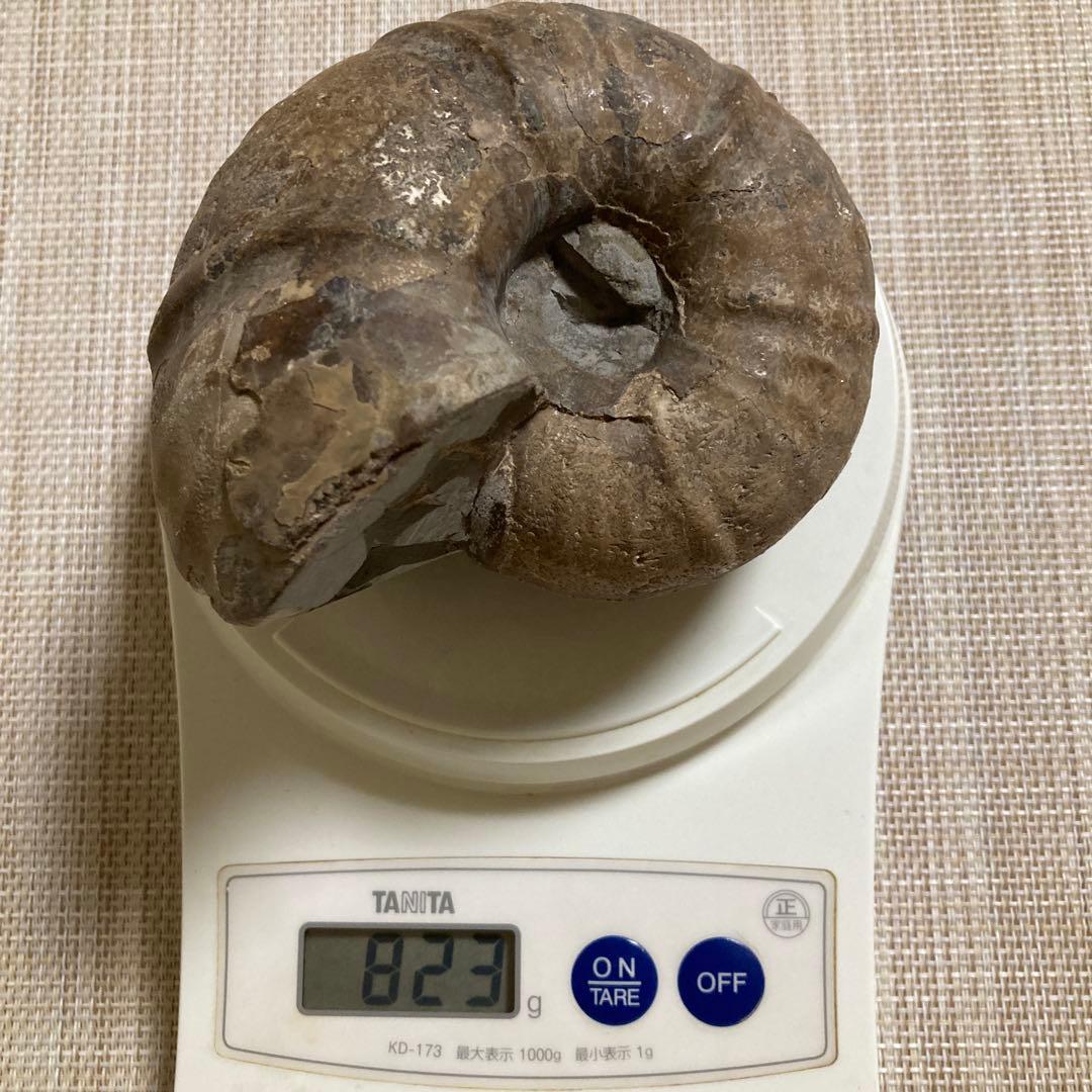 アンモナイト化石 約11cm