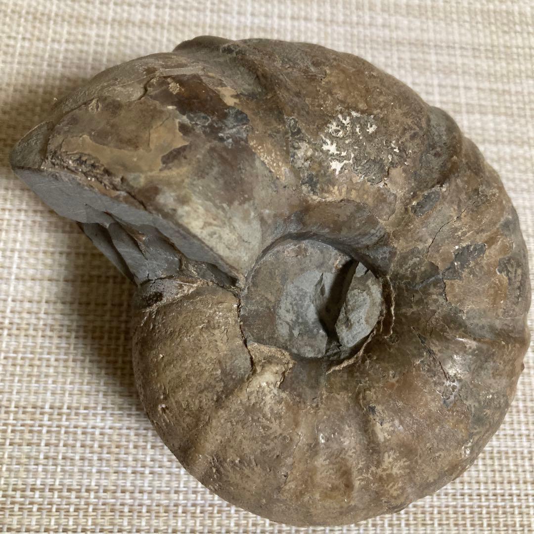 アンモナイト化石 約11cm