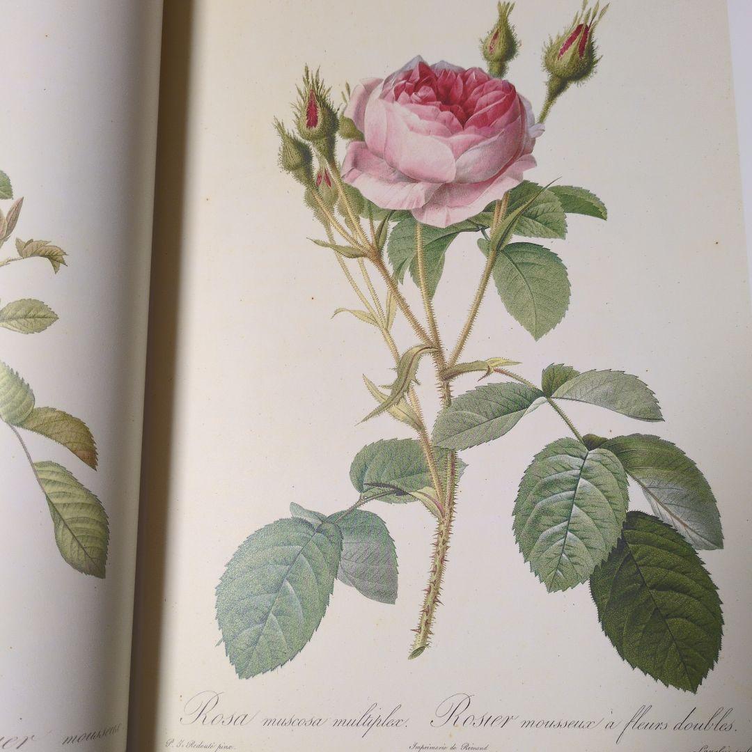絶版　薔薇図譜　ピエールジョセフルドゥーテ