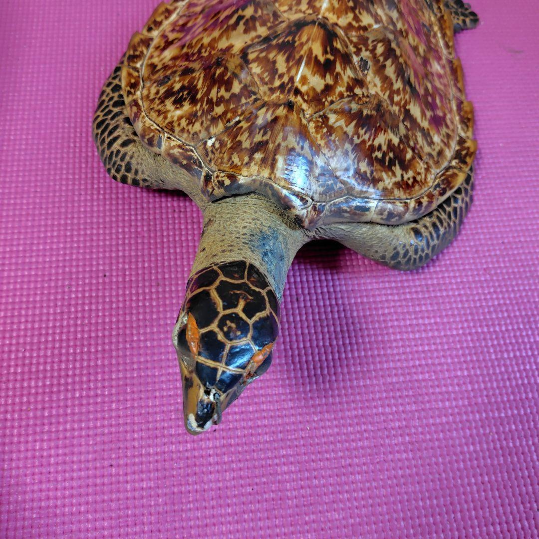 亀 　タイマイ 置物 インテリア オブジェ 縁起物 剥製
