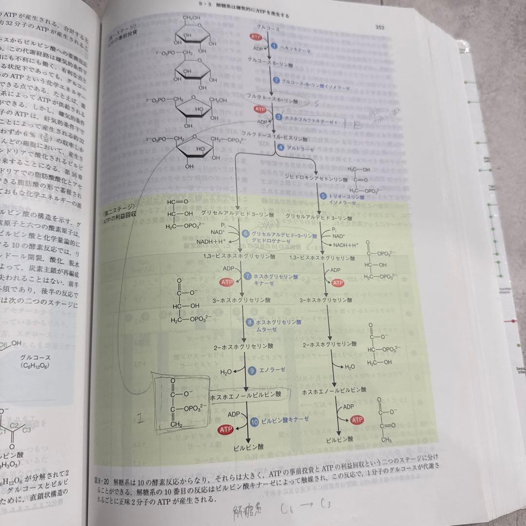 ミースフェルド生化学