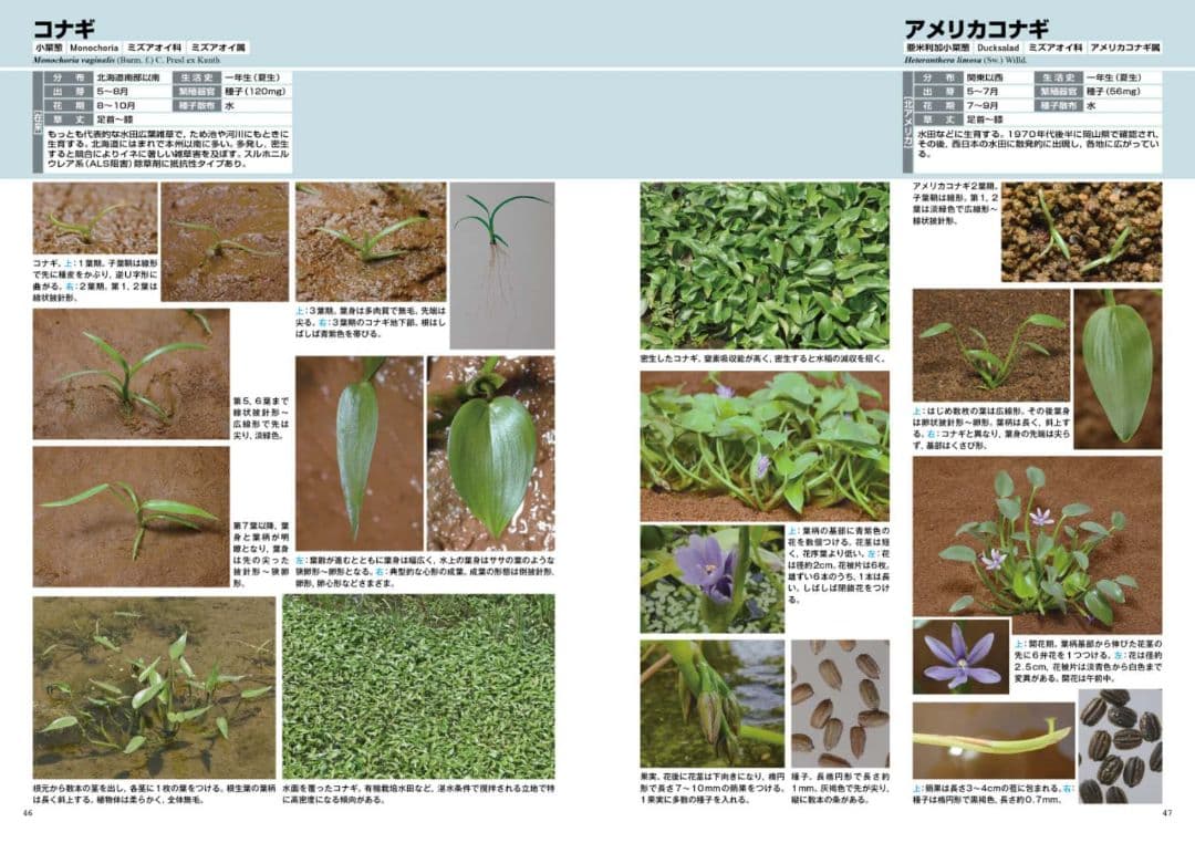 雑草大鑑 浅井元朗著 日本語